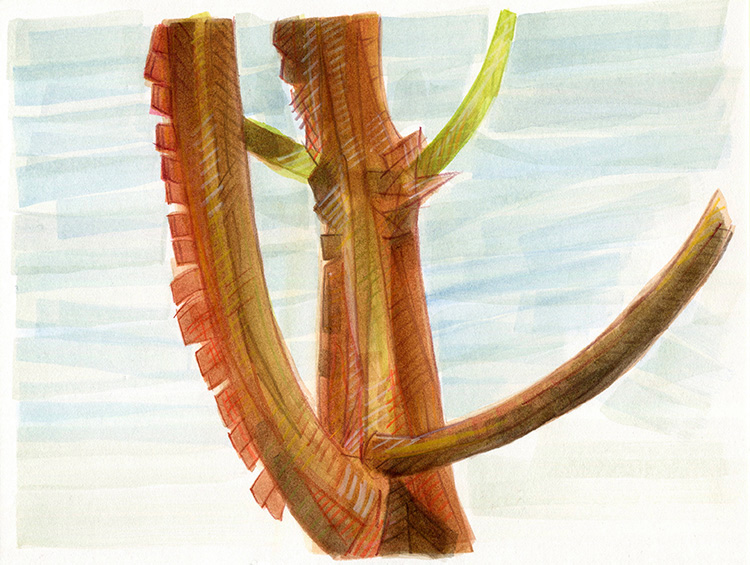 watercolor painting by Alexandria Levin